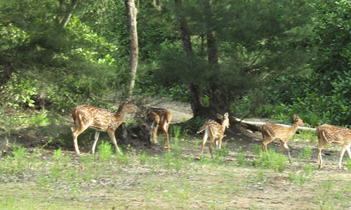 Deer- Nuanai Nature Camp