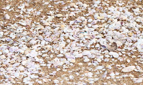 Shell sand