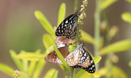 butterfly- Nuanai Nature Camp