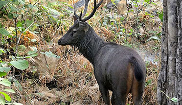 Belghar Wildlife sanctuary