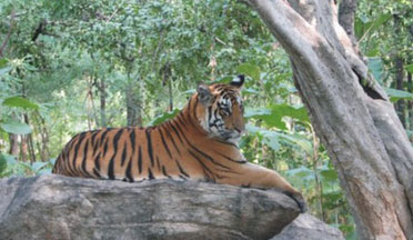 BAISIPALLI WILDLIFE SANCTUARY