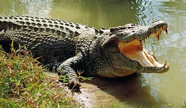 Bhitarkanika Wildlife Sanctuary