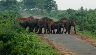 Chandaka Elephant Reserve
