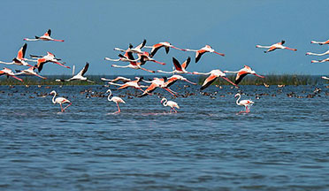 CHILIKA BIRD SANCTUARY