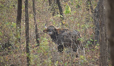 Debrigarh Wildlife