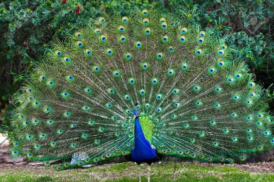 KOTAGARH WILDLIFE SANCTUARY