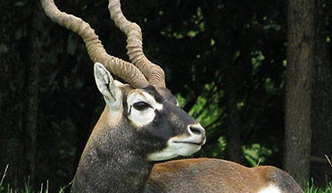 LAKHARI WILDLIFE SANCTUARY