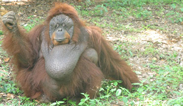 Nandankanan National Park