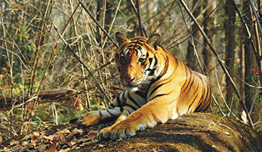 Satkosia Wildlife Sanctuary