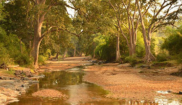 Tikarpada Wildlife Sanctuary