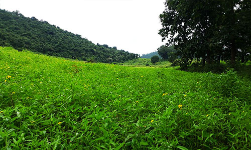 belghar nature