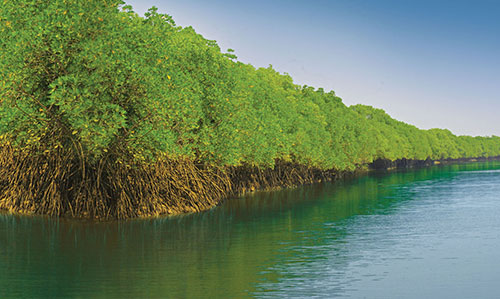 Nature of Bhitarkanika