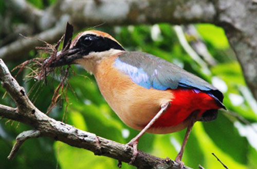 Bird- Nature of Bhitarkanika