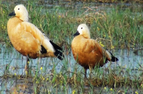 Bird- Nature of Bhitarkanika