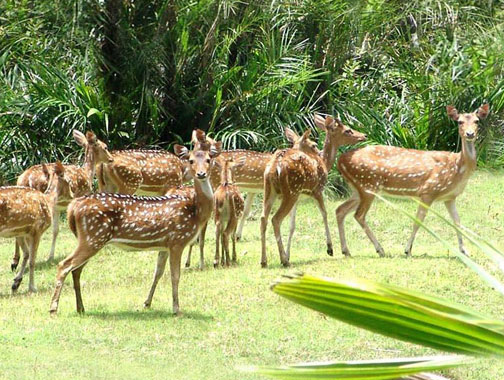 Dear at Bhitarkanika Nature Camps