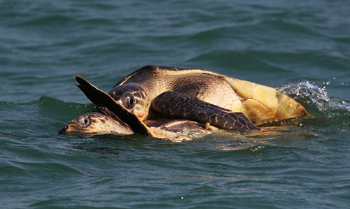 sea turtle at Bhitarkanika Nature Camps