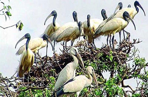 Bird at Bhitarkanika Nature Camps
