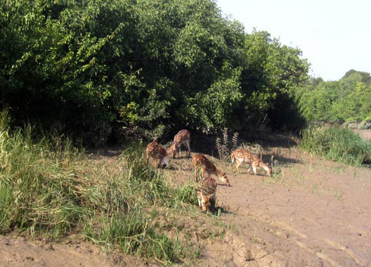 Dear at Kalibhanjadiha island