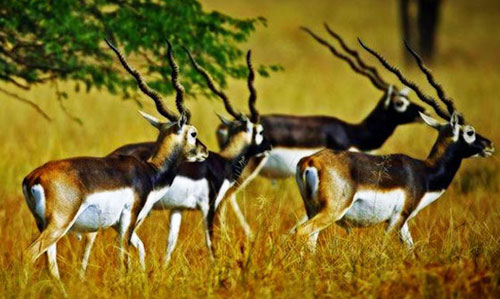 Blackbuck Nature Camp bhanjanagar