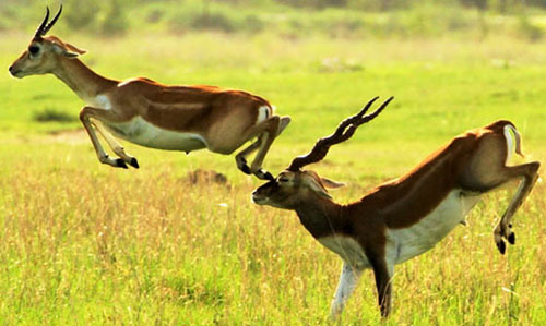 Blackbuck Nature Camp bhanjanagar