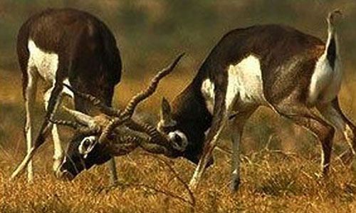 Blackbuck Nature Camp bhanjanagar