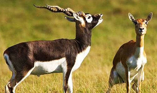 Blackbuck Nature Camp bhanjanagar