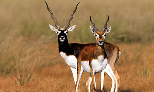 Blackbuck Nature Camp bhanjanagar