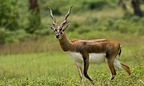 Blackbuck Nature Camp bhanjanagar