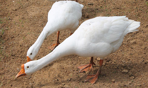 Nature camp at bhanjanagar