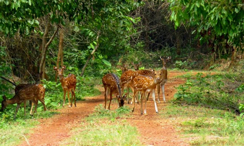 Deer- Chandaka Nature Camp