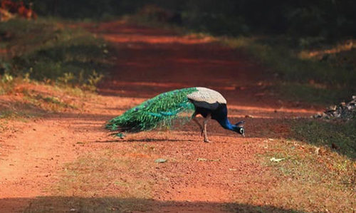 Peafowl- Chandaka Nature Camp