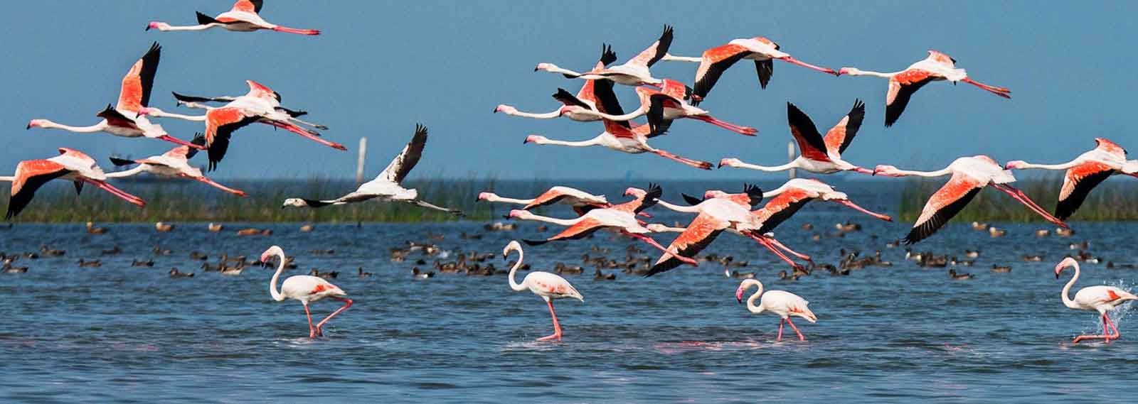 birds in chilika