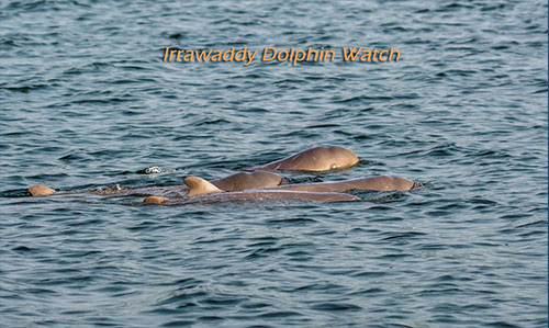 Dolphins diving- Rajhans Nature Camp