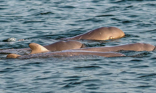 Dolphins divingp