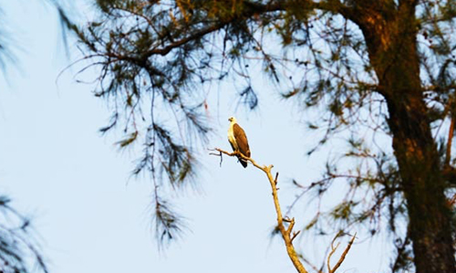 Bird