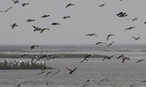 Chilika Nature Camp