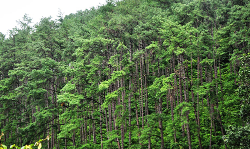 Daringibadi hill station
