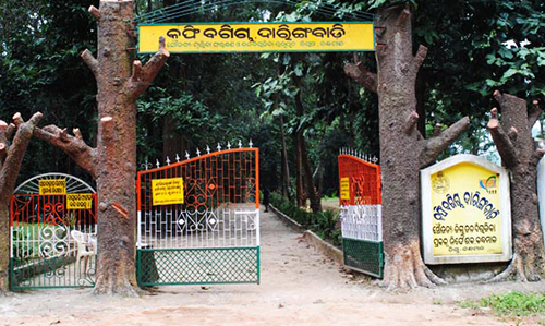 Coffee Gardens- Nearby Destinations Daringbadi Nature Camp