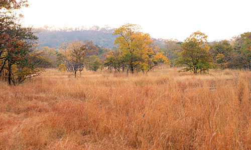 Debrigarh Nature Camp