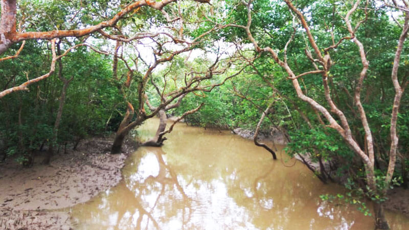 Sundarban