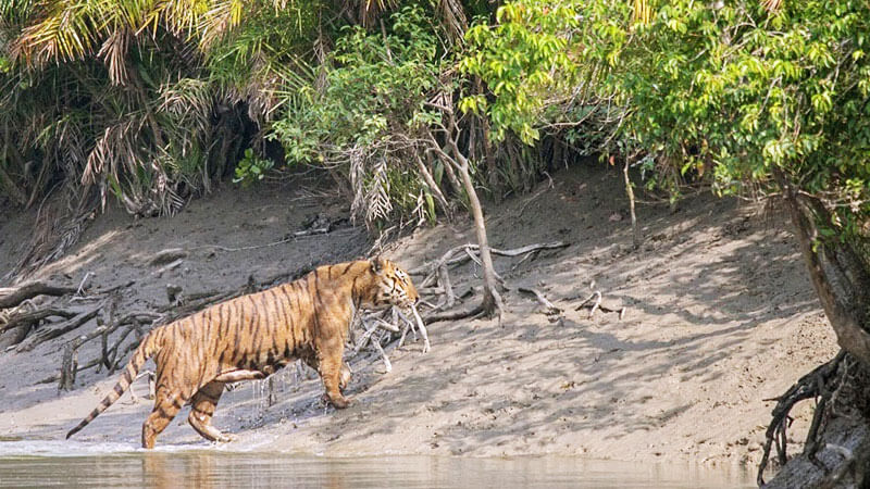 Sundarban