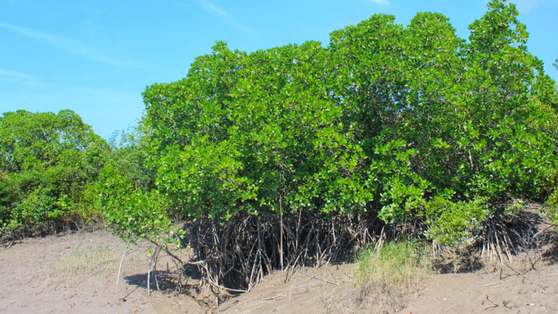 Sundarban