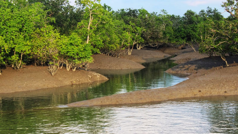 Sundarban
