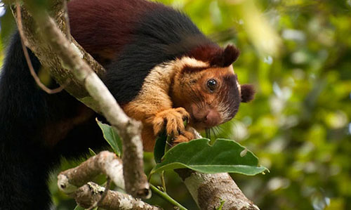 Giant Squirrel Nature Camp