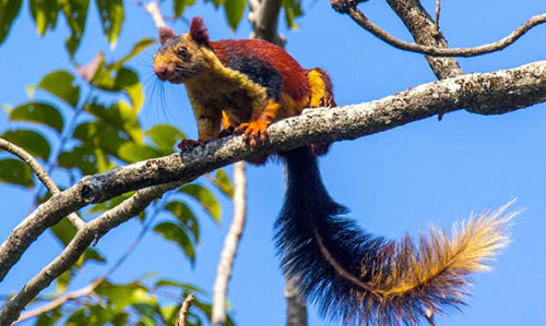 Giant Squirrel Nature Camp
