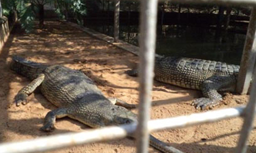 Gharial Research and Conservation Unit (GRACU) in Tikarpada