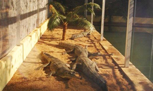 Gharial Research and Conservation Unit (GRACU) in Tikarpada