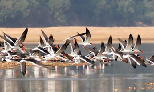 Gharial Research and Conservation Unit (GRACU) in Tikarpada