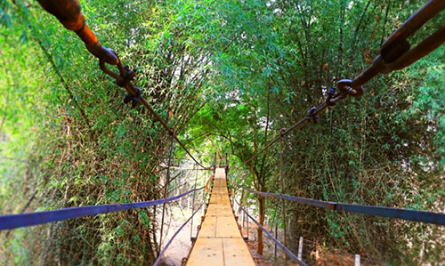 Canopy walkway/Tree Walk in Satkosia Sands Resort