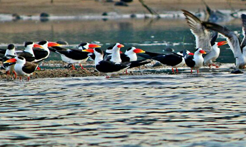 chirping of birds at Satkosia Sands Resort
